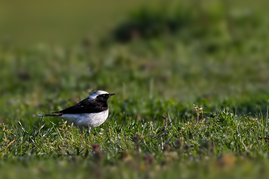 Pied Wheatear