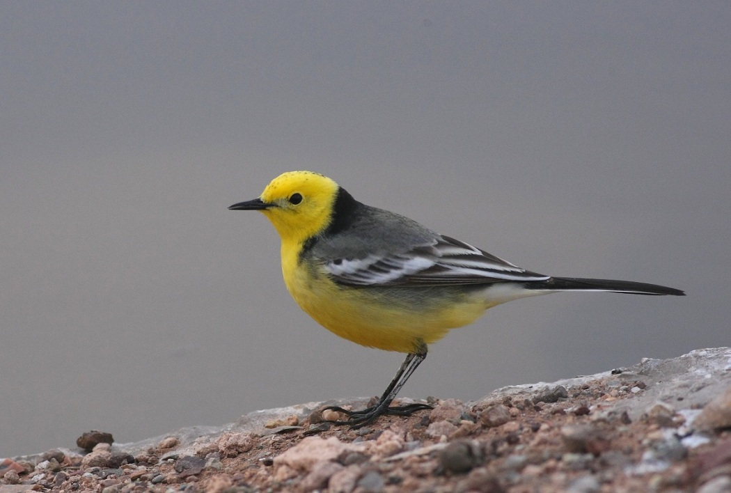 Citrine Wagtail