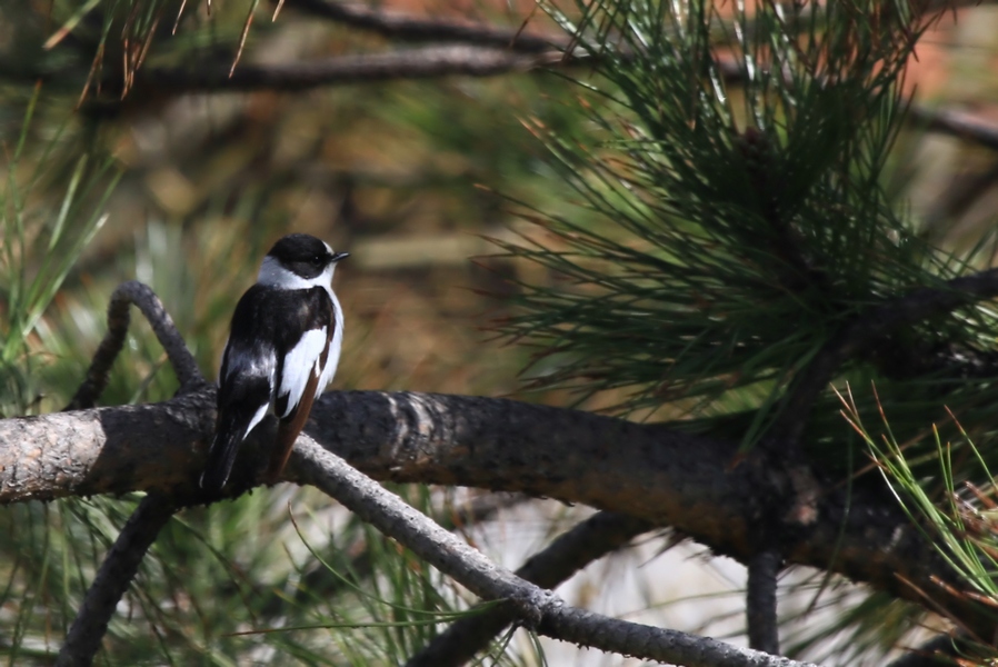 Collared Flycatcher