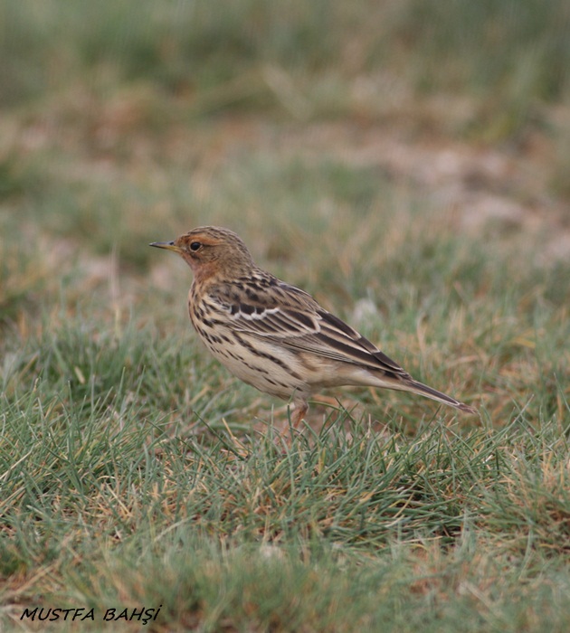 Red-throated Pipit