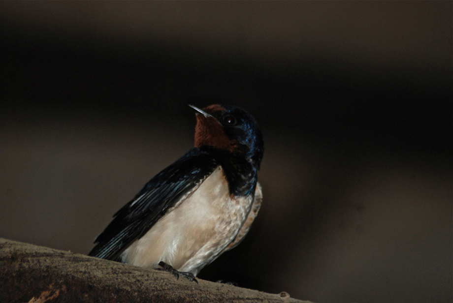 Barn Swallow