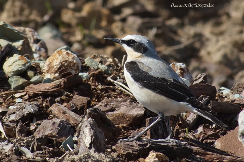 Northern Wheatear