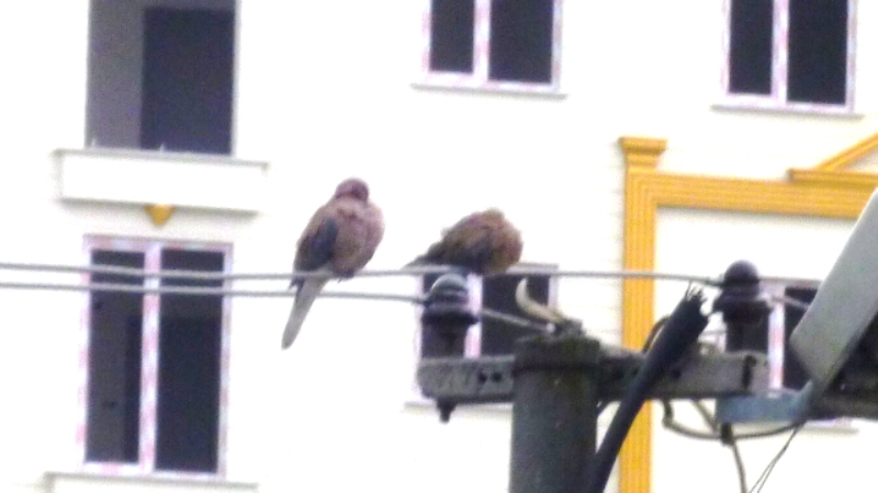Laughing Dove