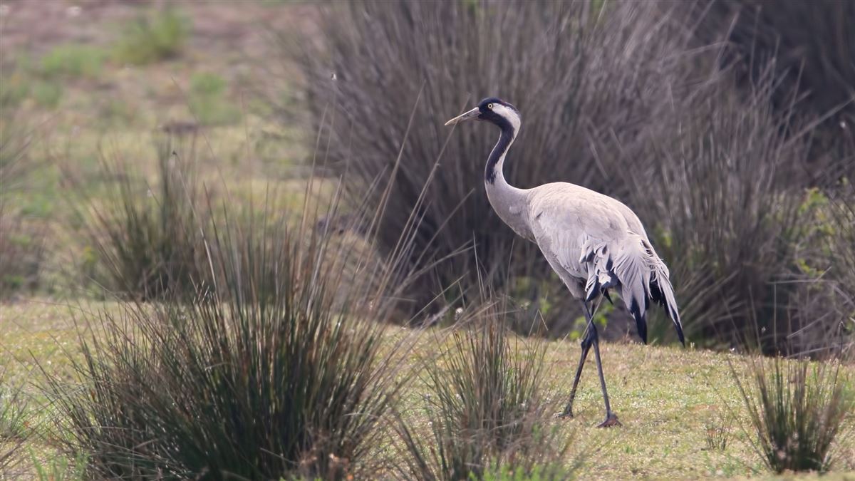 Common Crane