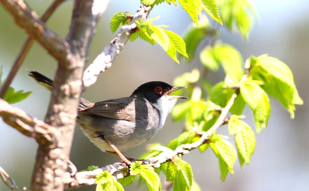 Sardinian Warbler