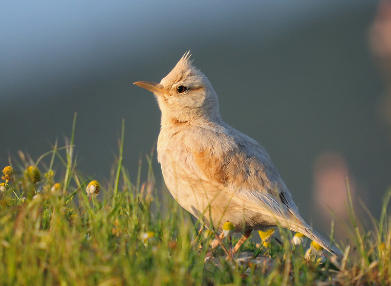 Crested Lark