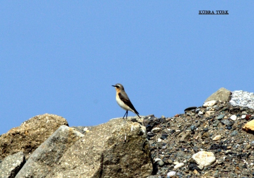 Northern Wheatear