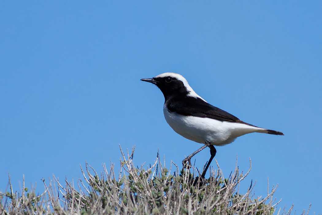Finsch`s Wheatear