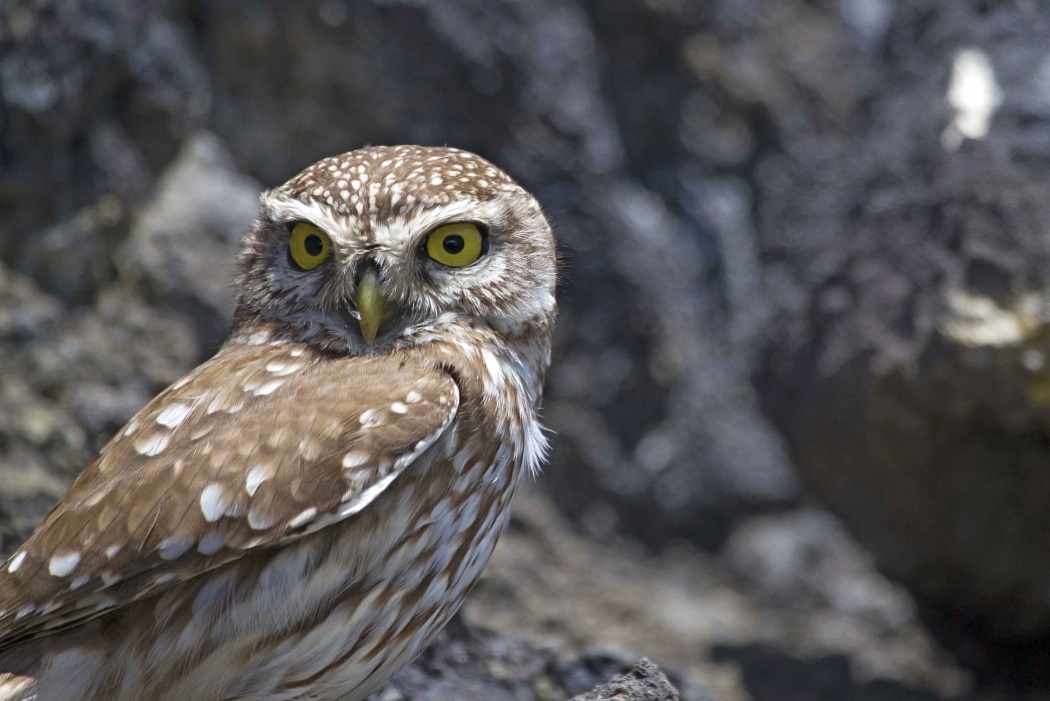 Little Owl
