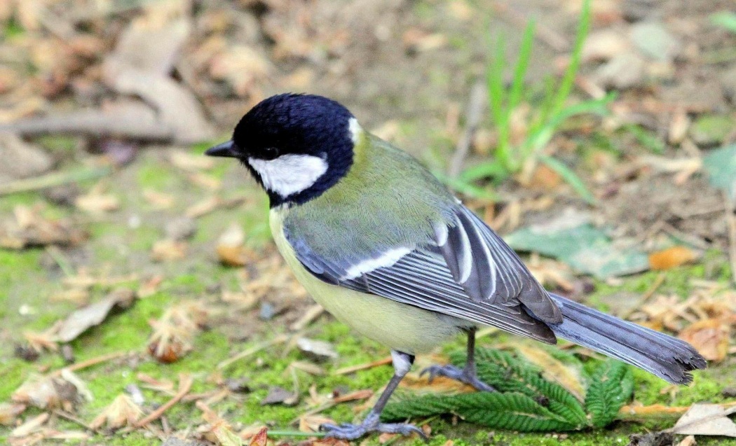Great Tit