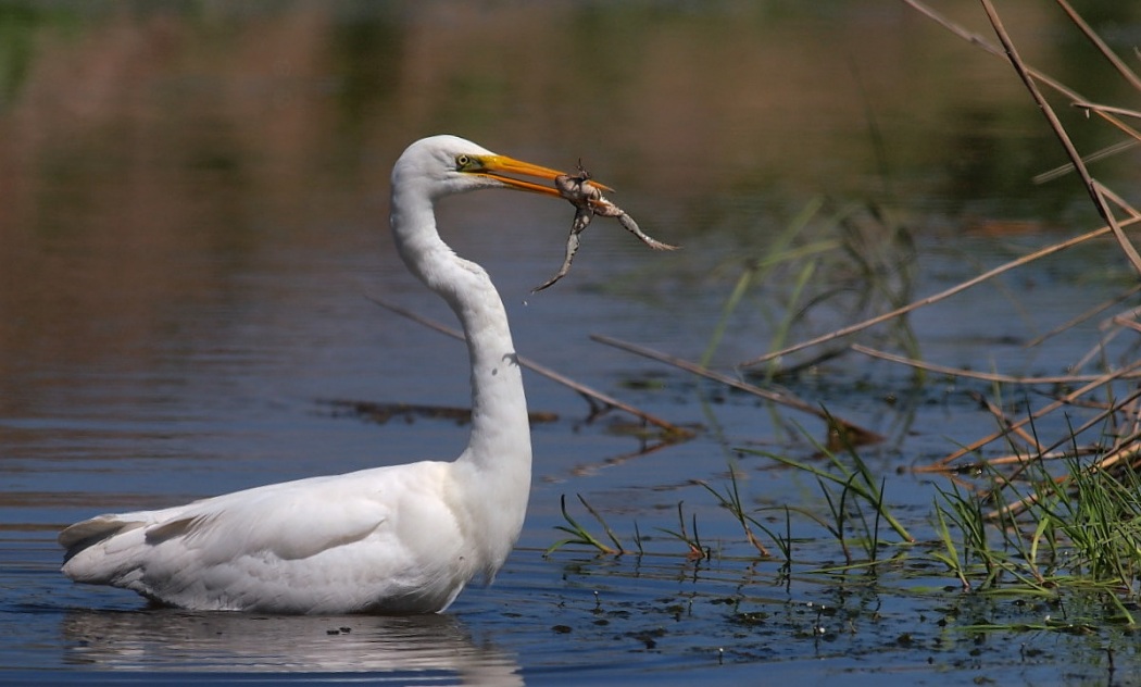 Great Egret