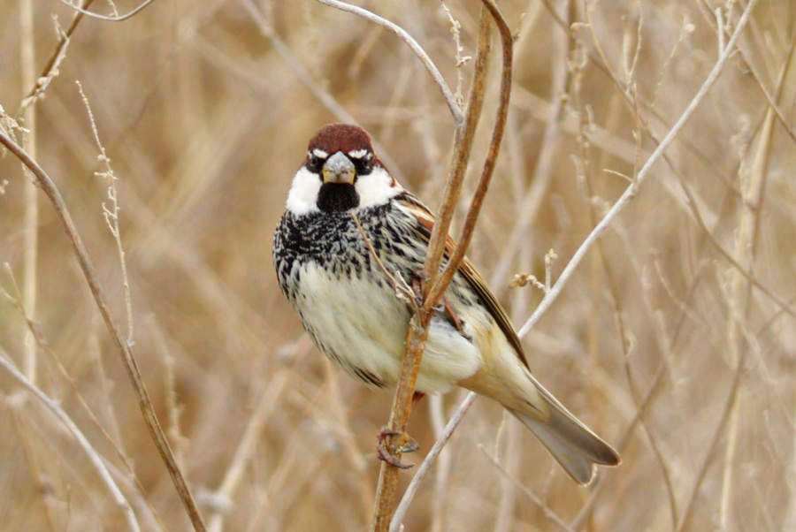 Spanish Sparrow