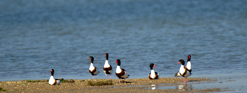 Common Shelduck