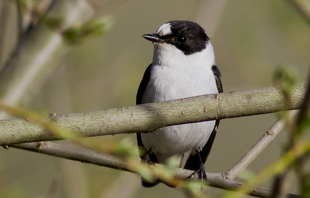 Collared Flycatcher
