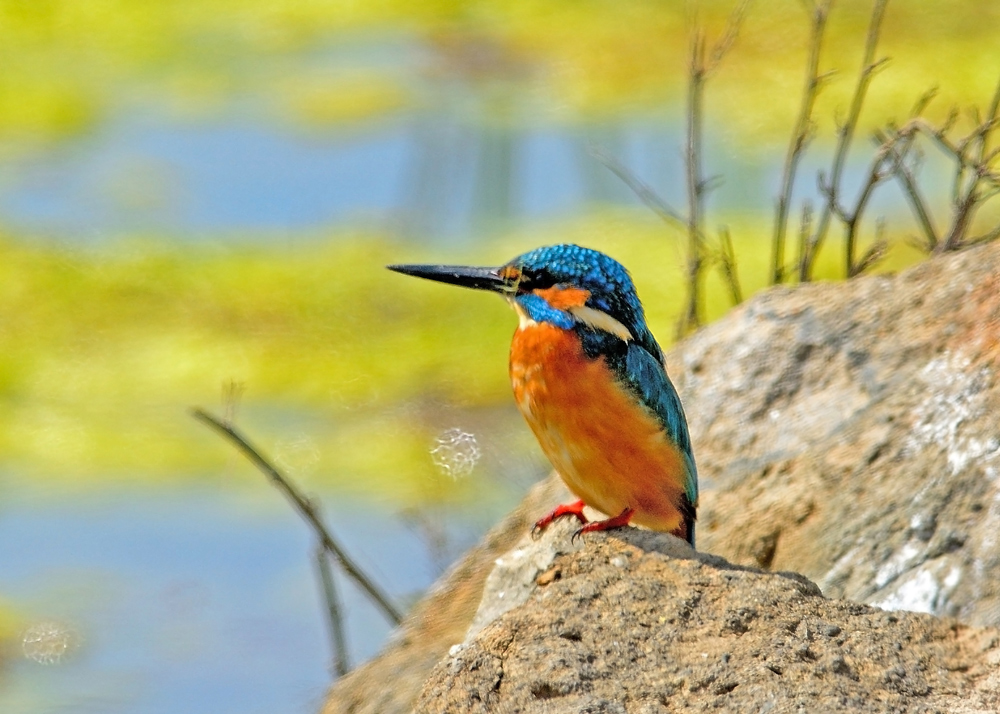 Common Kingfisher