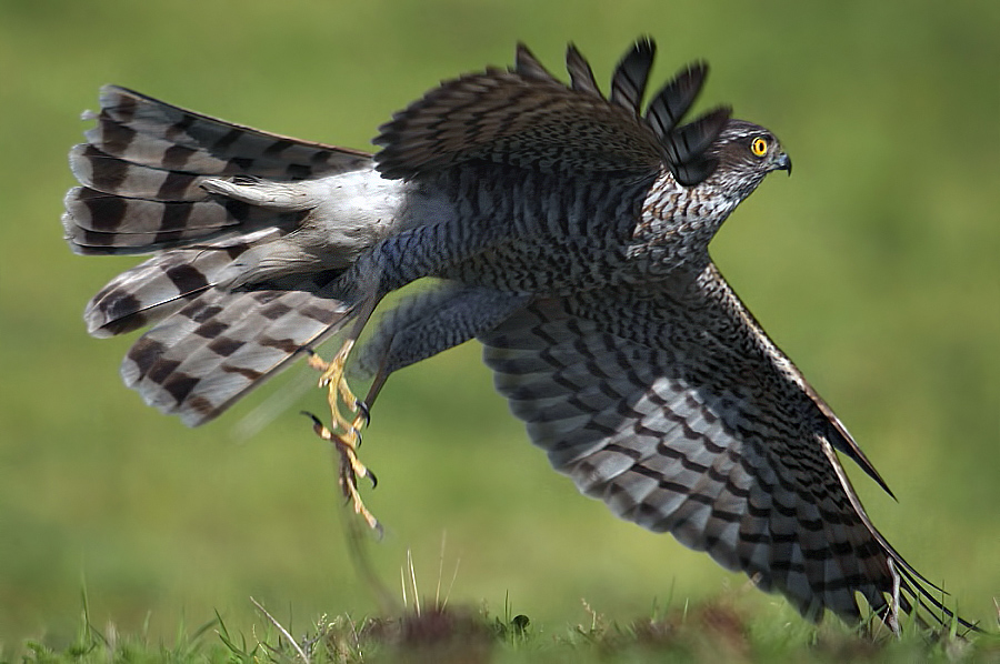 Eurasian Sparrowhawk