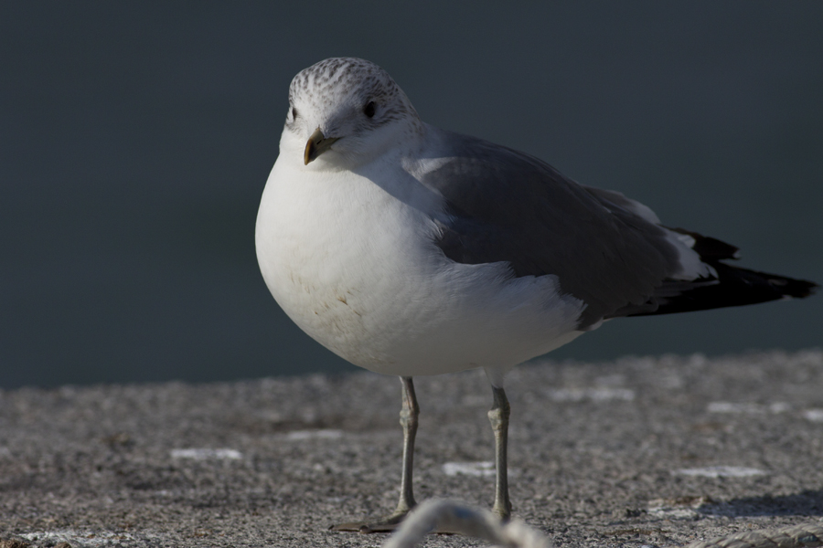 Common Gull