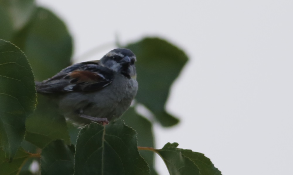 Dead Sea Sparrow