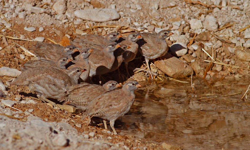 See-see Partridge