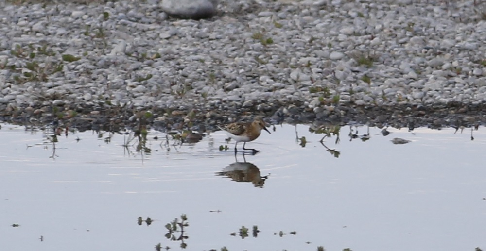 Little Stint