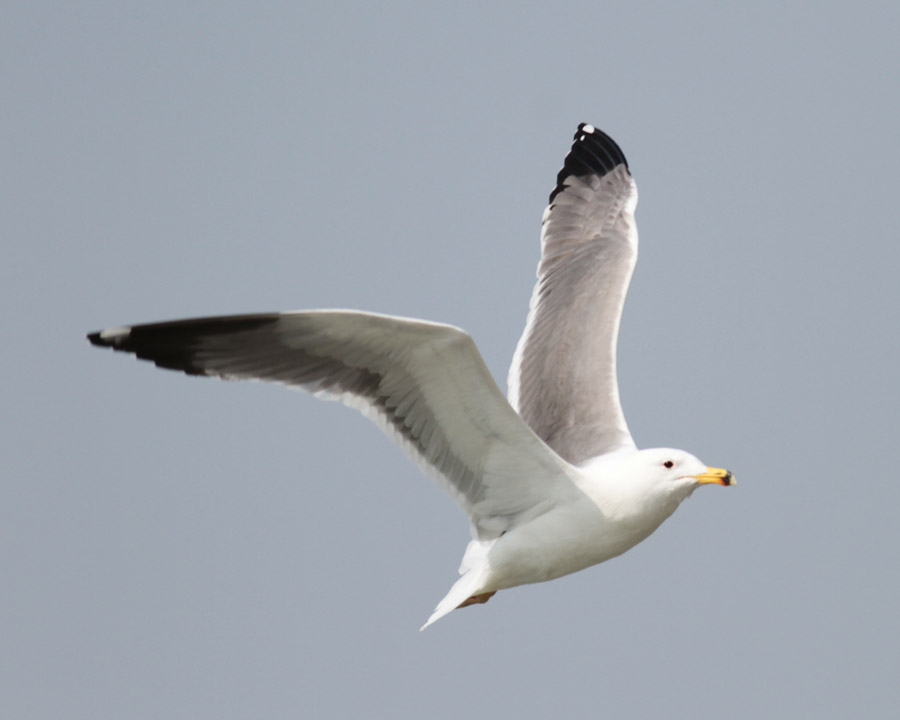 Armenian Gull