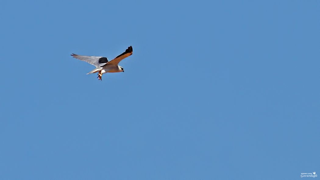 Black-winged Kite