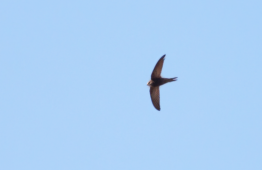 Pallid Swift