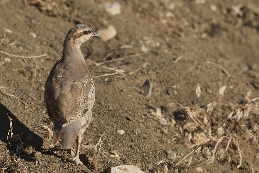 Chukar Partridge