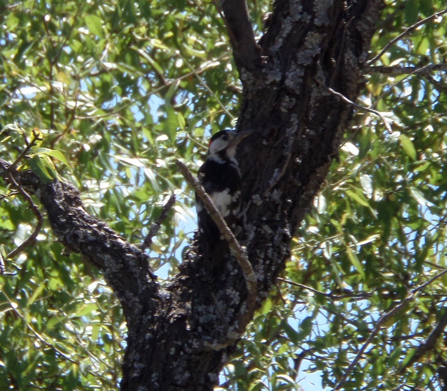 Syrian Woodpecker