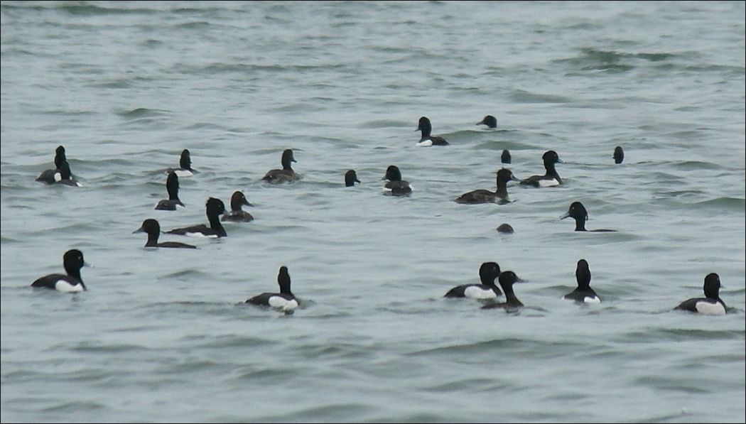 Tufted Duck