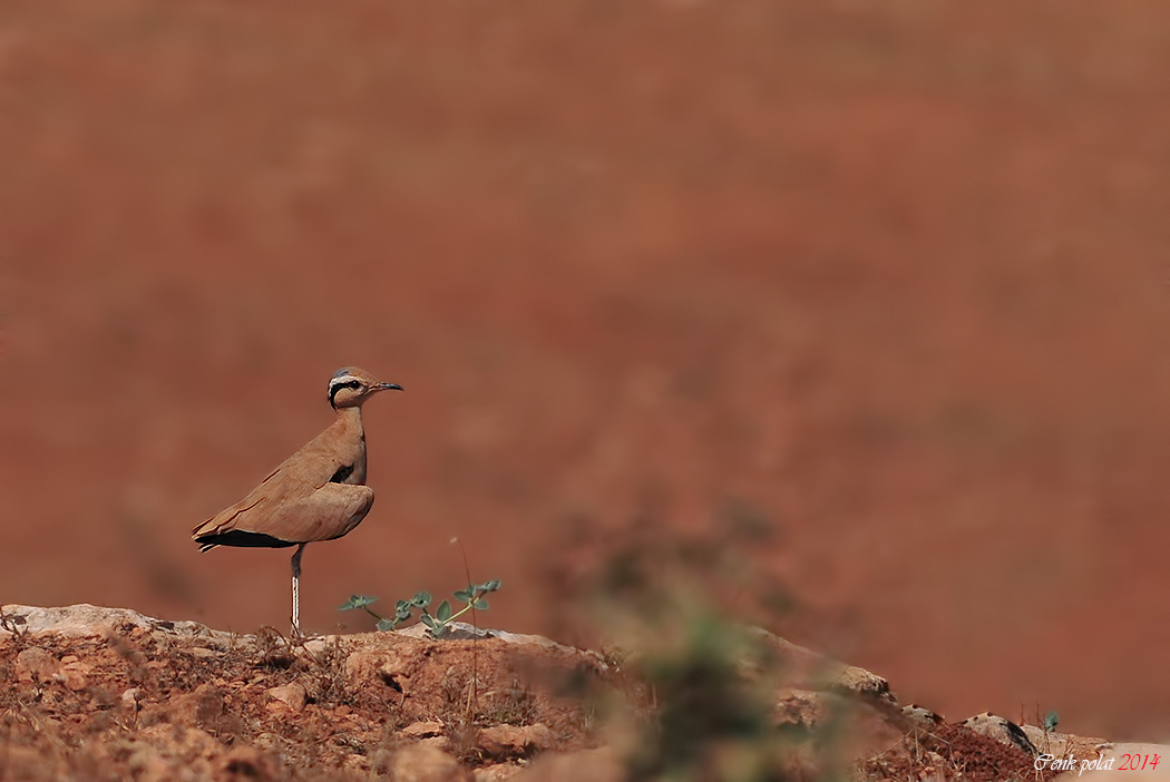 Cream-colored Courser
