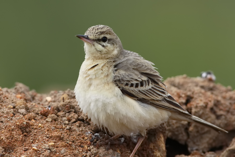 Tawny Pipit