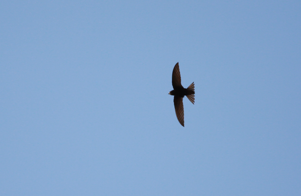 Common Swift