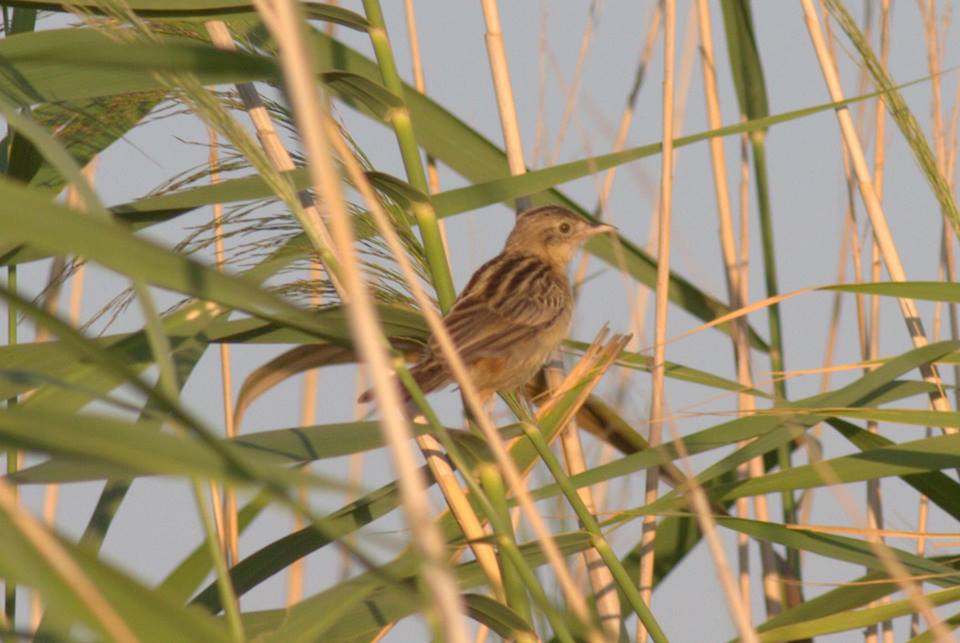 Zitting Cisticola