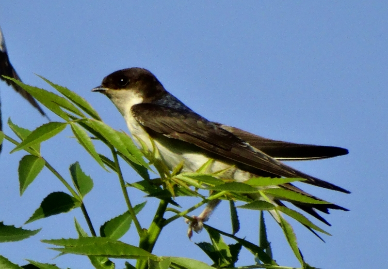 Common House Martin