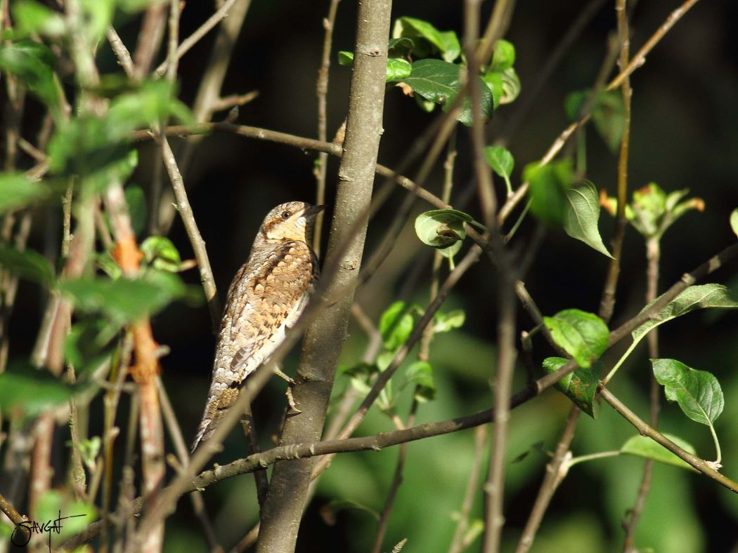 Eurasian Wryneck
