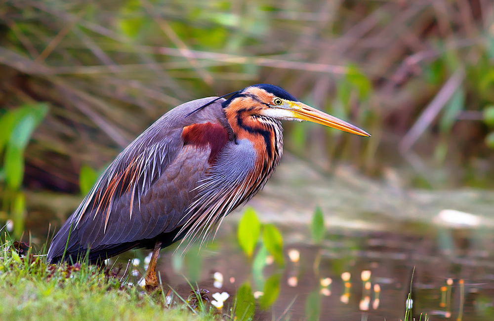 Purple Heron
