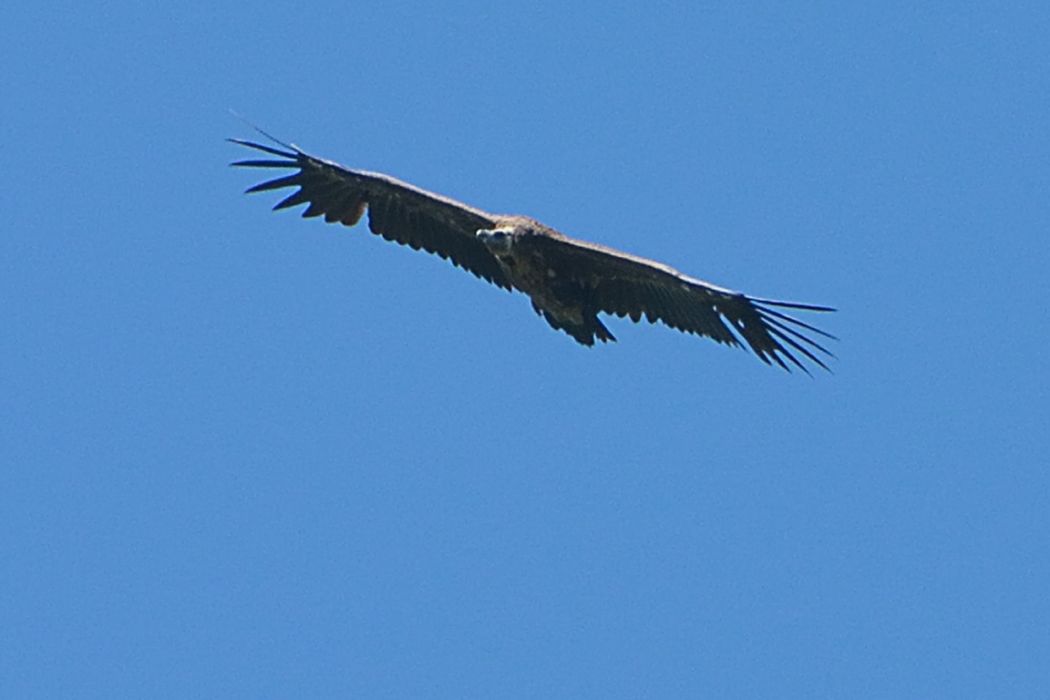 Kara Akbaba