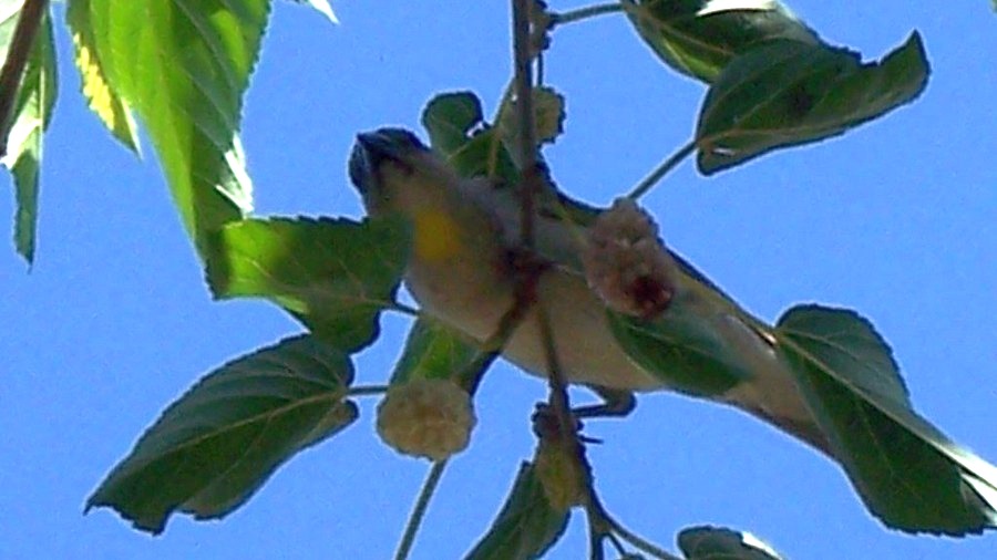Sarıboğazlı Serçe