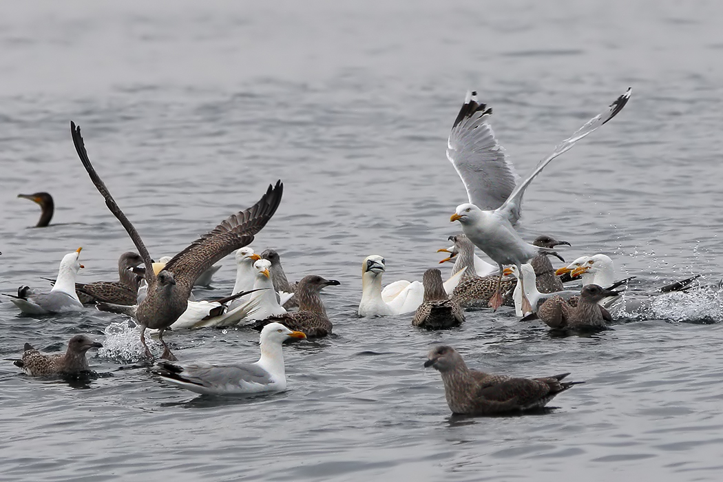 European Herring Gull