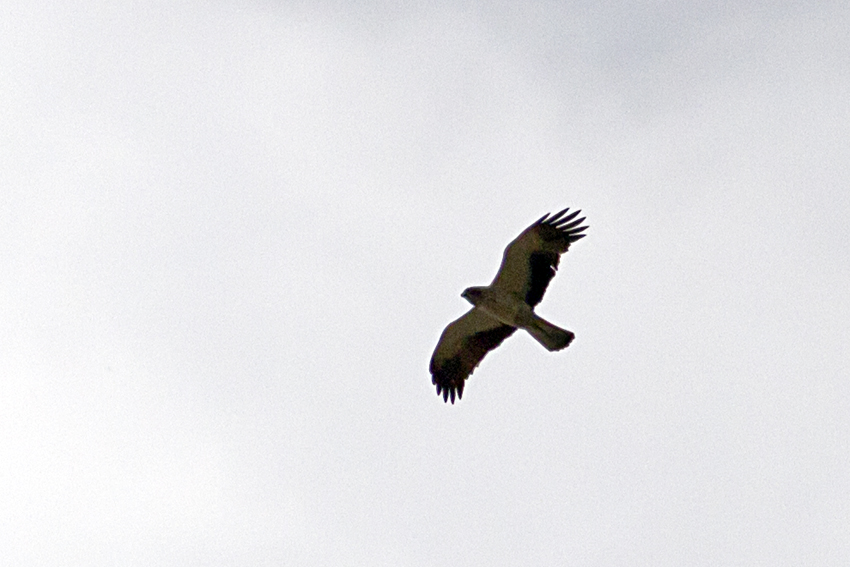Küçük Kartal