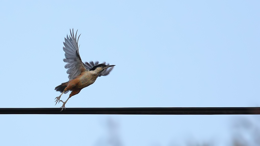 Eastern Rock Nuthatch