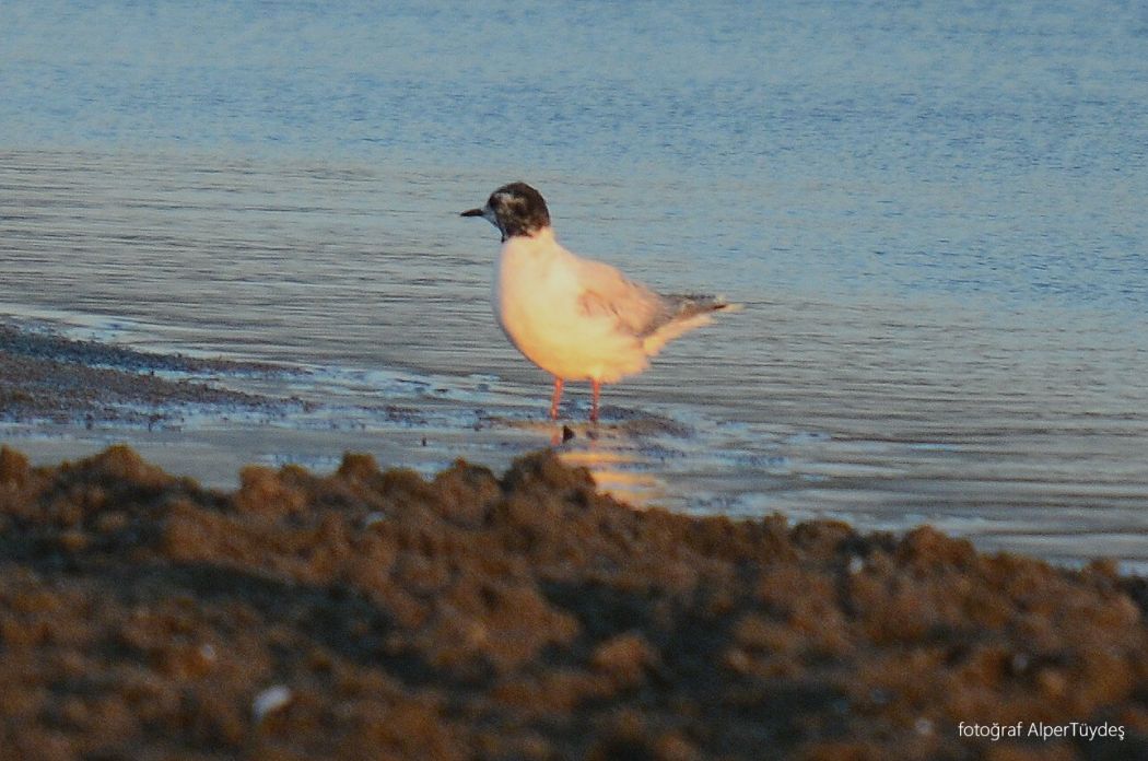 Little Gull