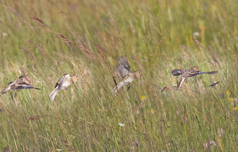 Twite