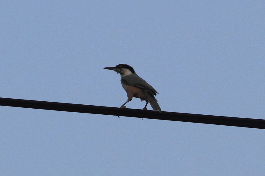 Eastern Rock Nuthatch