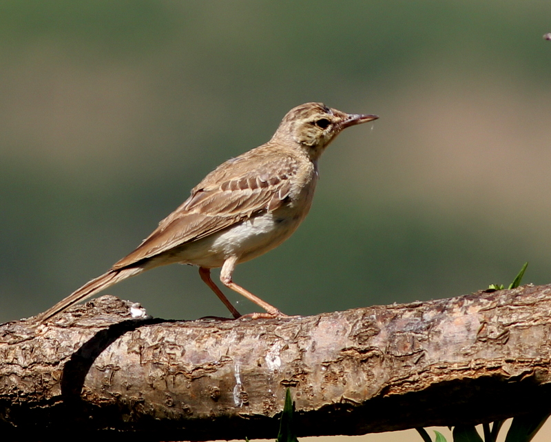 Kır İncirkuşu