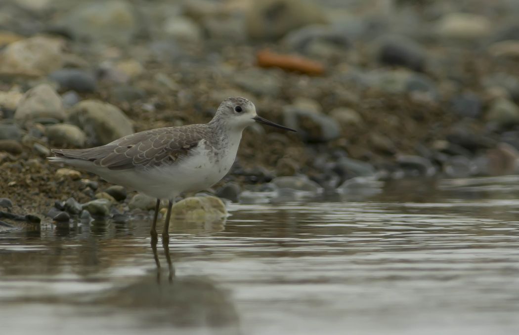 Marsh Sandpiper