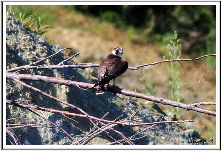 Peregrine Falcon