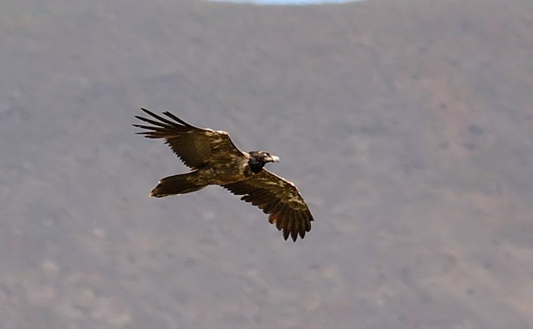 Bearded Vulture
