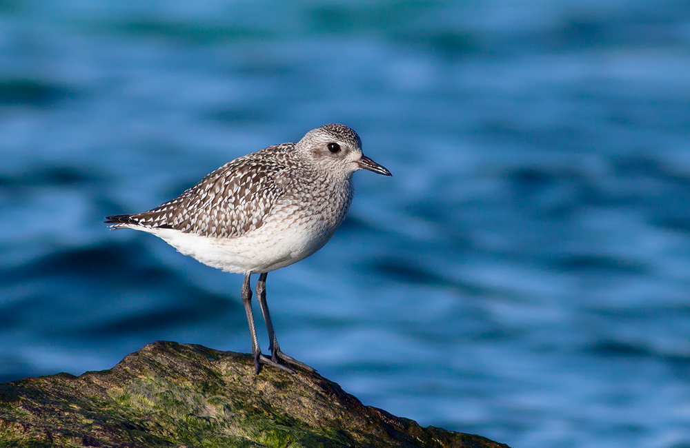 Grey Plover